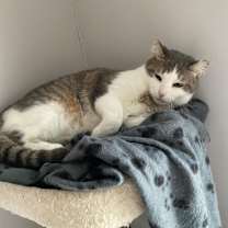 Thumbnail photo of Bear #3