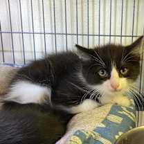 Thumbnail photo of Gizmo #3