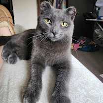 Thumbnail photo of Merlin #1