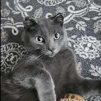 Thumbnail photo of Merlin #2