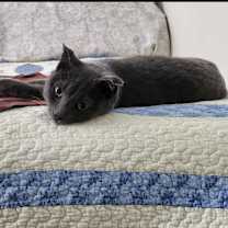 Thumbnail photo of Merlin #3