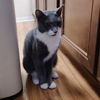 Thumbnail photo of Chipmunk OBCR-276 #2