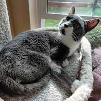 Thumbnail photo of Chipmunk OBCR-276 #3