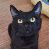 Thumbnail photo of Luna #1