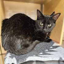 Thumbnail photo of Squirt #4