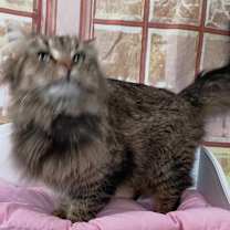 Thumbnail photo of Adele #2