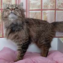 Thumbnail photo of Adele #3