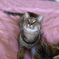 Thumbnail photo of Lucy Ricardo #4