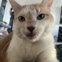 Thumbnail photo of Chatty Chap #4