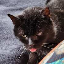 Thumbnail photo of Noche #2