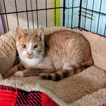 Thumbnail photo of Butter Bean #4