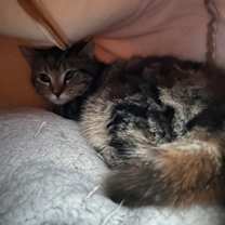 Thumbnail photo of Elia dw #1