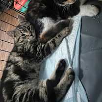 Thumbnail photo of Elia dw #2