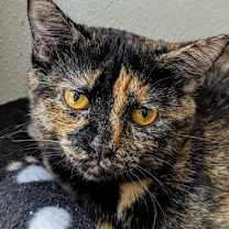 Thumbnail photo of Ozma #1