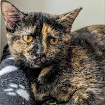 Thumbnail photo of Ozma #3