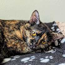 Thumbnail photo of Ozma #4