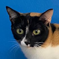 Thumbnail photo of Draxy #1