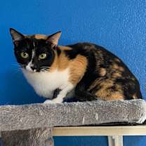 Thumbnail photo of Draxy #4