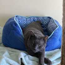 Thumbnail photo of Osito #2