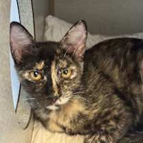 Thumbnail photo of Toris #3