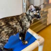 Thumbnail photo of Toris #4