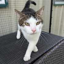 Thumbnail photo of Berlioz #2