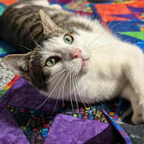 Thumbnail photo of Berlioz #3