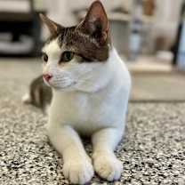 Thumbnail photo of Berlioz #4