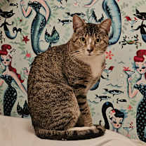 Thumbnail photo of Leon #1