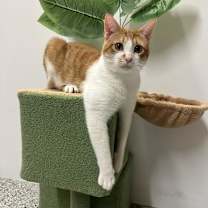 Thumbnail photo of Remus #2