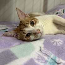 Thumbnail photo of Remus #4