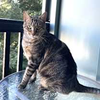 Thumbnail photo of Cleo #1