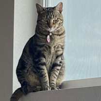 Thumbnail photo of Cleo #2