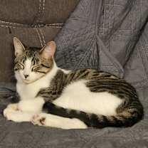 Thumbnail photo of Frodo #2