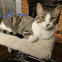 Thumbnail photo of Frodo #3
