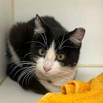 Thumbnail photo of 36 Inches (Pogo)  #1