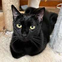 Thumbnail photo of Louie #4