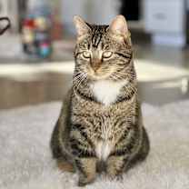 Thumbnail photo of Kitty, Queen of Sass #1