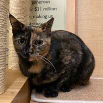 Thumbnail photo of Hazelnut #1