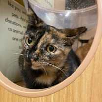 Thumbnail photo of Hazelnut #2