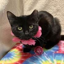 Thumbnail photo of Raven #1