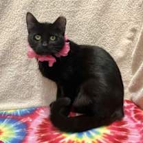 Thumbnail photo of Raven #2