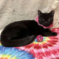 Thumbnail photo of Raven #3