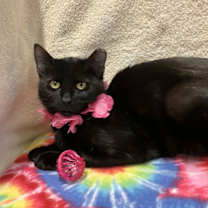 Thumbnail photo of Raven #4