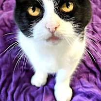 Thumbnail photo of Sweet Rebecca #4