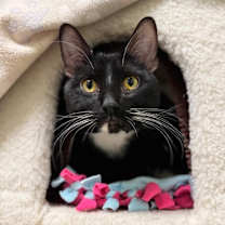 Thumbnail photo of Midas #1