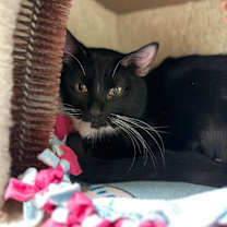 Thumbnail photo of Midas #3