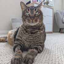 Thumbnail photo of Bobbins #3