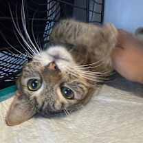 Thumbnail photo of Symba #1