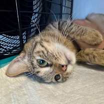 Thumbnail photo of Symba #4